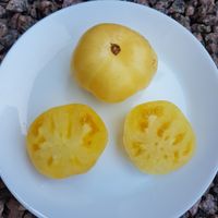 Etoile blanche d'anvers 